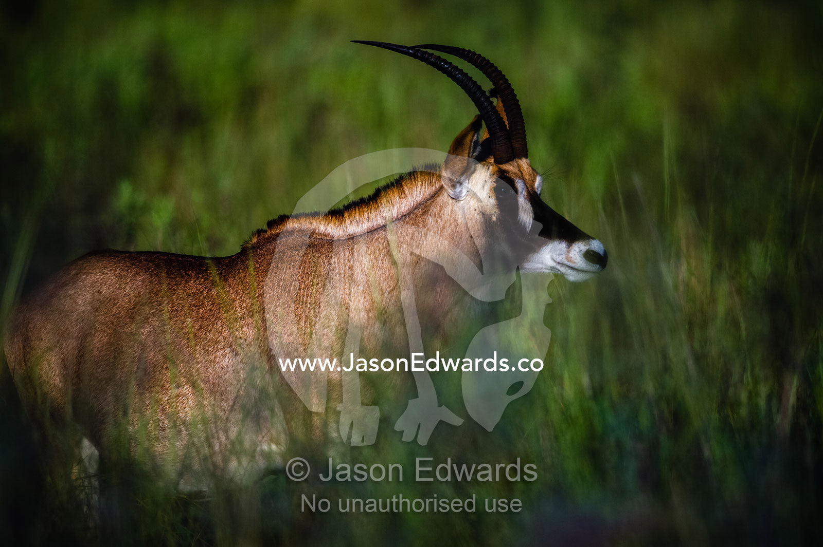 A Roan Antelope on a grass floodplain at dawn. Selinda Reserve, Linyanti Region, Northern Botswana.