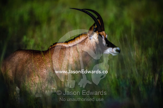 A Roan Antelope on a grass floodplain at dawn. Selinda Reserve, Linyanti Region, Northern Botswana.