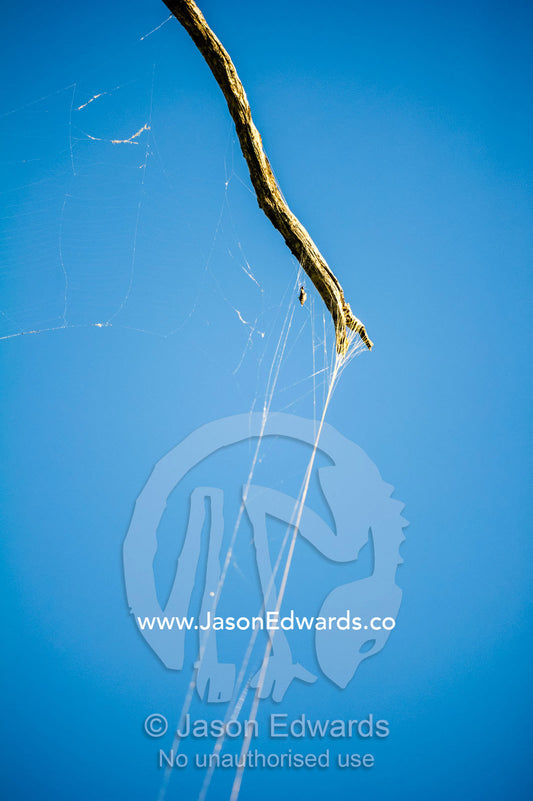 The strong golden thread of a Golden Orb-weaver Spider web attached to a twig. Selinda Reserve, Linyanti Region, Northern Botswana.