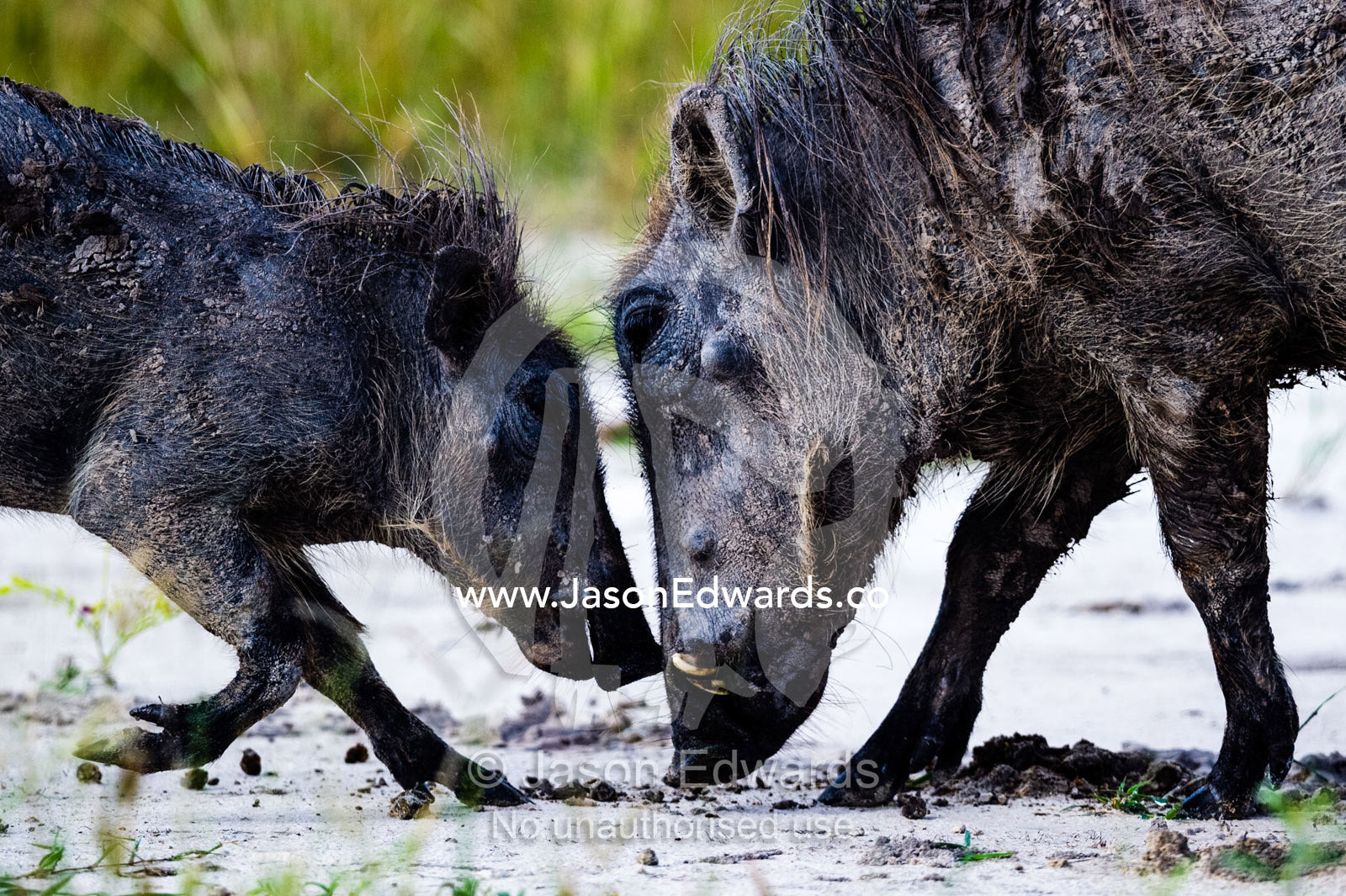 An adult Warthog fighting a young Warthog in a mock battle. Selinda Reserve, Linyanti Region, Northern Botswana.