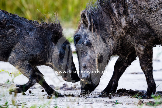 An adult Warthog fighting a young Warthog in a mock battle. Selinda Reserve, Linyanti Region, Northern Botswana.