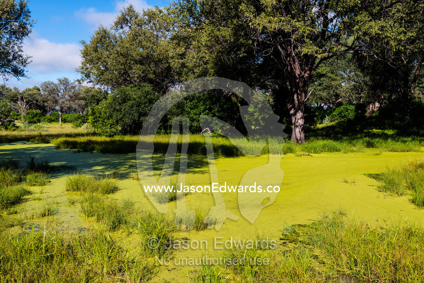 An algae colony growing on the surface of a pond. Selinda Spillway, Selinda Reserve, Linyanti Region, Northern Botswana.