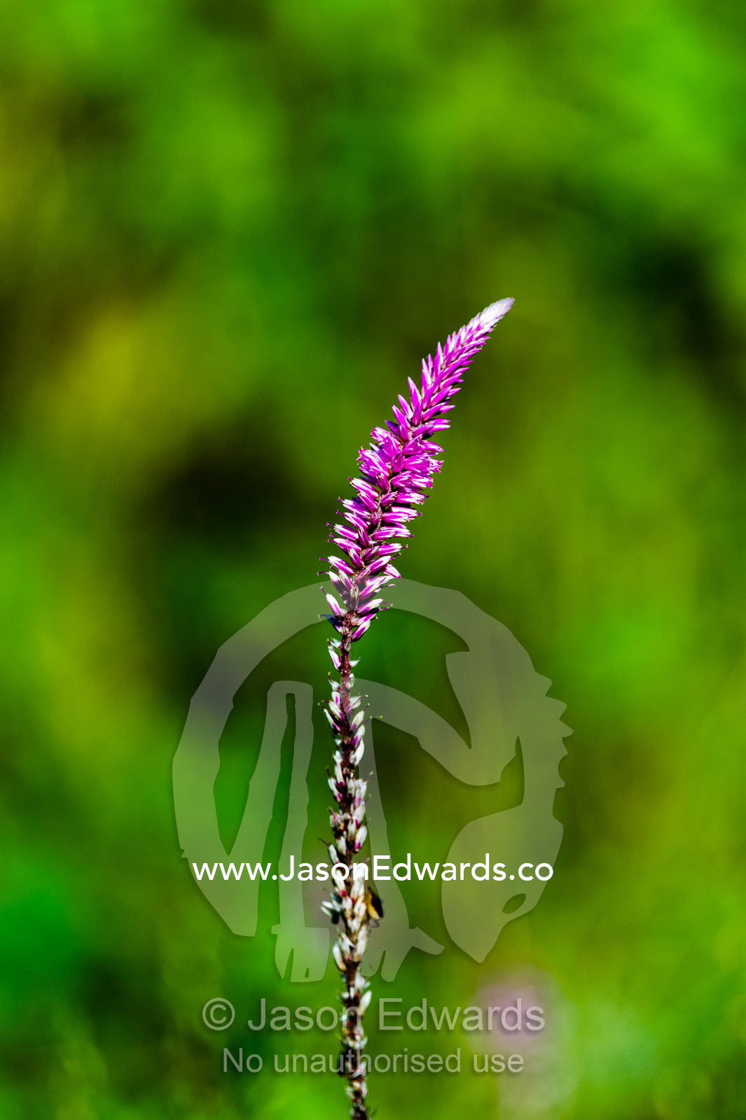 The bright pink flower of a Walafrida geniculata on a grassland. Selinda Reserve, Linyanti Region, Northern Botswana.