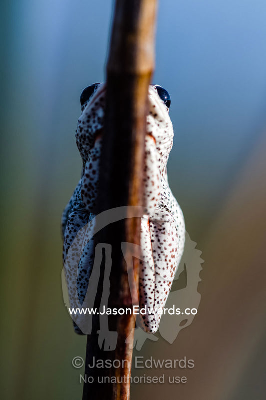 An Marbled Reed Frog clinging to the stalk of a reed in a wetland. Selinda Spillway, Selinda Reserve, Linyanti Region, Northern Botswana.