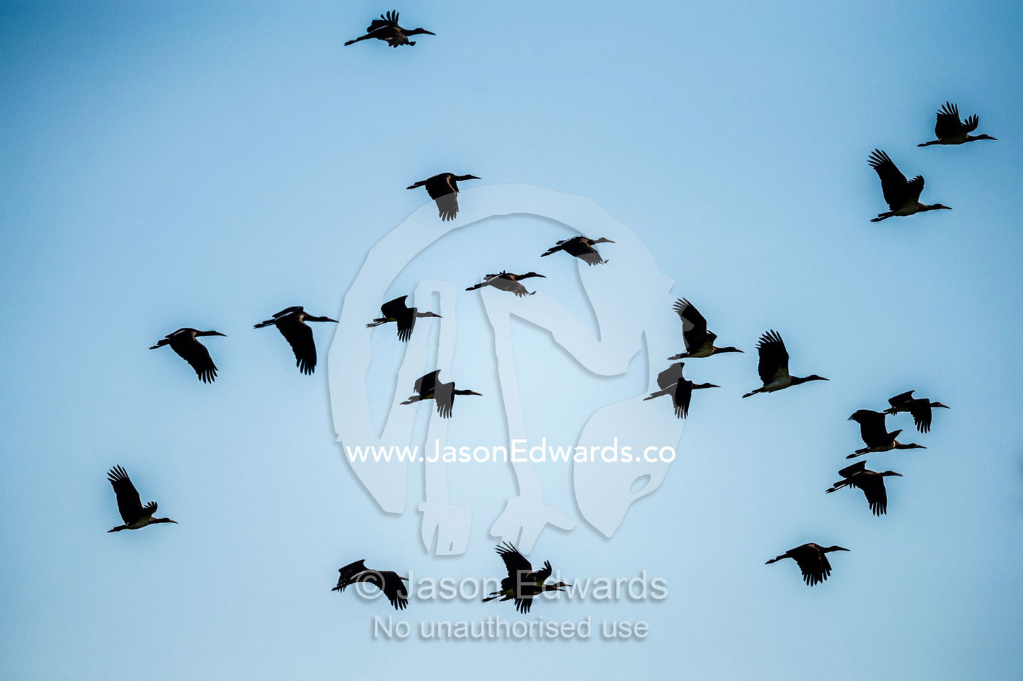 A flock of Abdims Stork flying in formation. Selinda Reserve, Linyanti Region, Northern Botswana.
