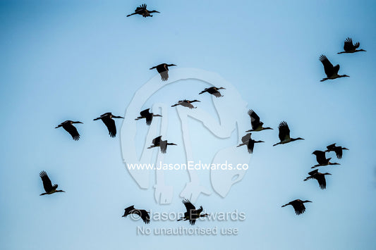 A flock of Abdims Stork flying in formation. Selinda Reserve, Linyanti Region, Northern Botswana.
