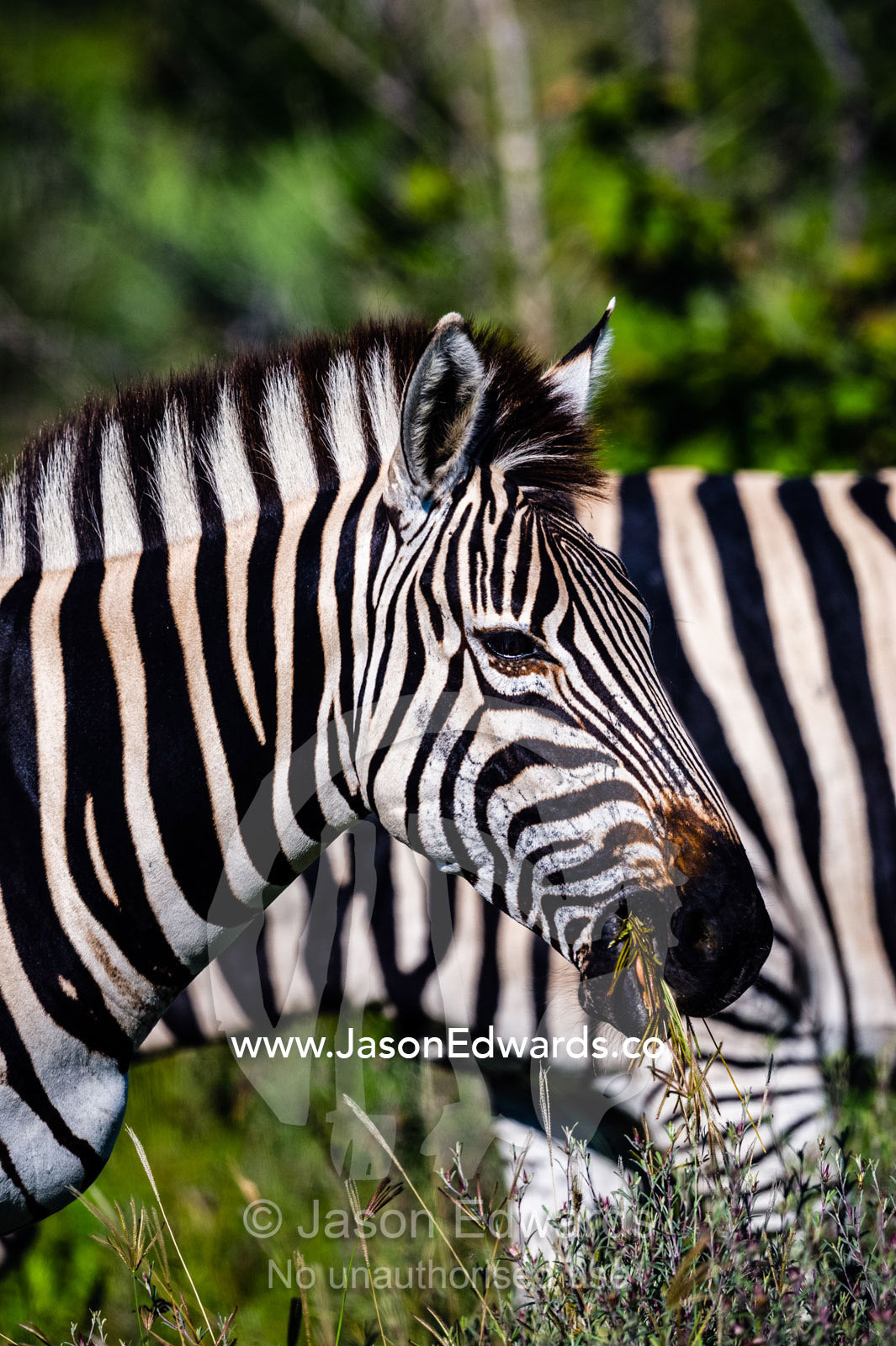 The striped face of a Burchell's Zebra eating grass. Selinda Reserve, Linyanti Region, Northern Botswana.