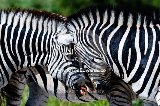 A pair of Burchell's Zebra fighting and biting each other. Selinda Reserve, Linyanti Region, Northern Botswana.