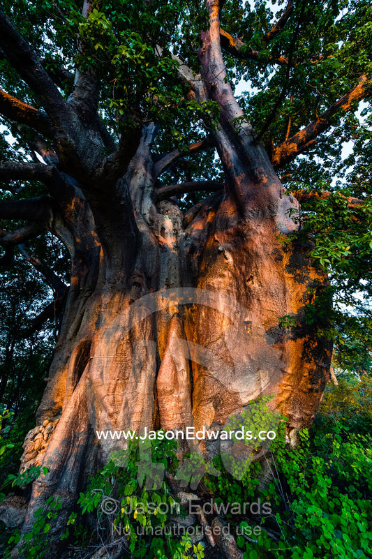 Sunset reflects off the broad polished trunk and sprawling canopy of a Baobab tree adapted to life in the desert. Planet Baobab, Makgadikgadi Pans, Botswana.