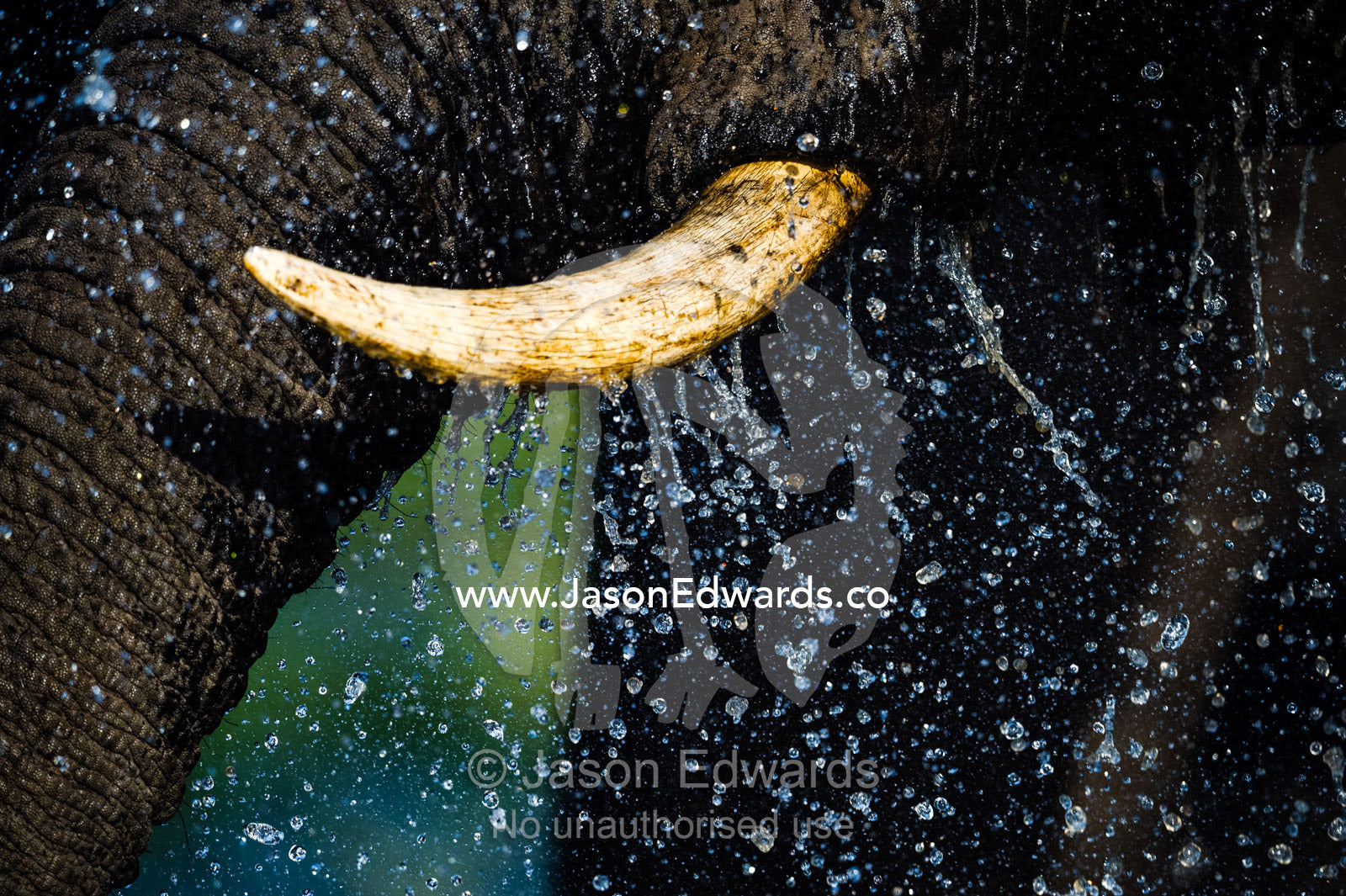Water cascades from the ivory tusk of an African Elephant drinking. Chobe River, Chobe National Park, Botswana.