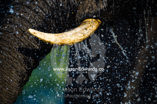 Water cascades from the ivory tusk of an African Elephant drinking. Chobe River, Chobe National Park, Botswana.