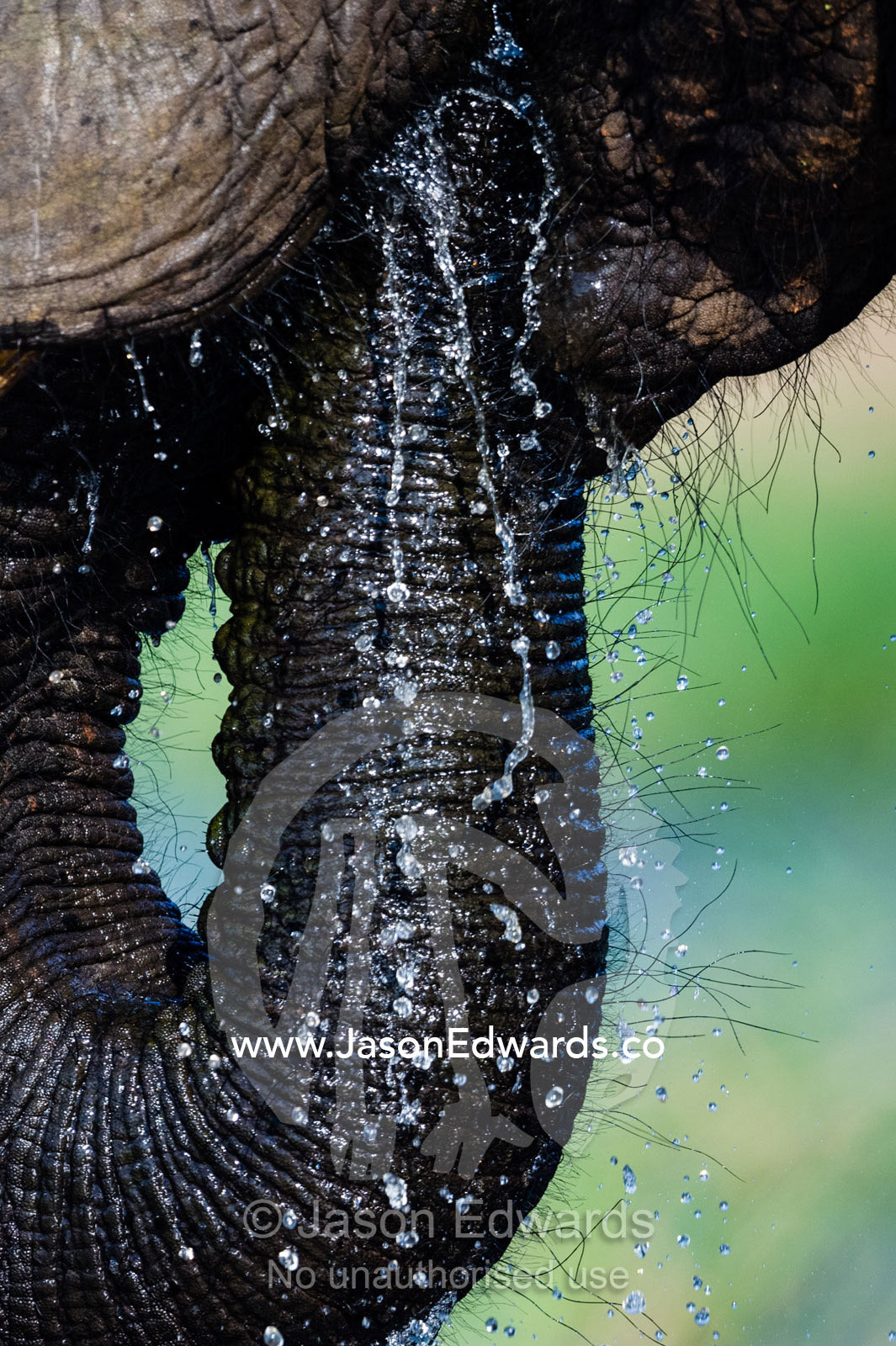 Water dribbles from the mouth of an African Elephant drinking with it's trunk. Chobe River, Chobe National Park, Botswana.