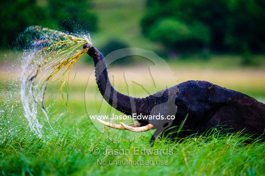 An African Elephant pulling grasses from a wetland sending a spray of water. Chobe River, Chobe National Park, Botswana.