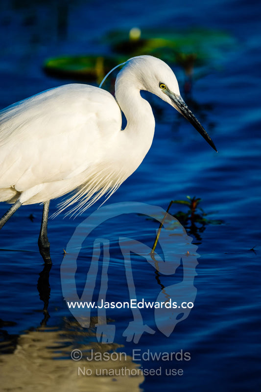 A Little Egret hunting prey in the shallows of a wetland. Chobe River, Chobe National Park, Botswana.