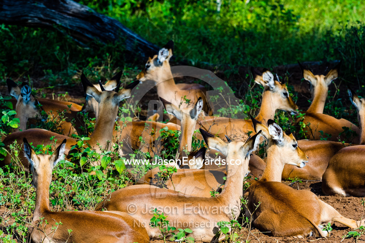 A creche of young Impala resting beneath a tree. Chobe National Park, Botswana.