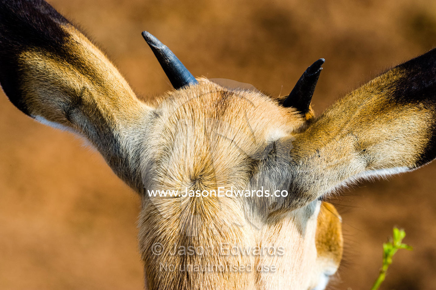 The small horns of a young male Impala. Chobe National Park, Botswana.