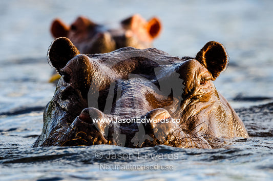 An aggressive Nile Hippopotamus surfaces in a river to challenge it's territory. Chobe River, Chobe National Park, Botswana.