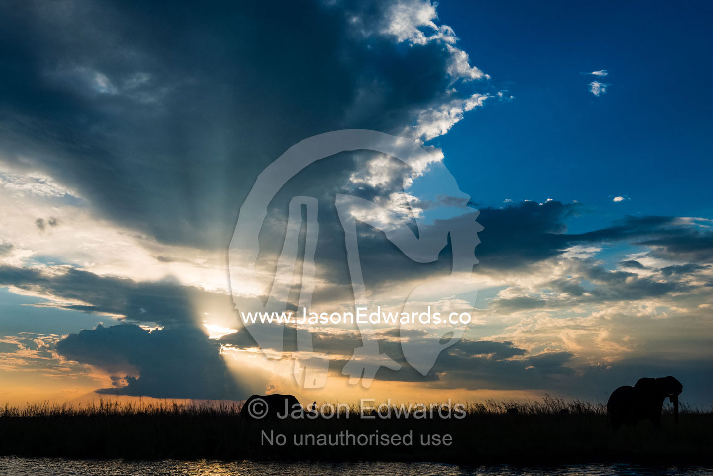 The silhouette of an African Elephant raising it's trunk on a floodplain at sunset. Chobe River, Chobe National Park, Botswana.
