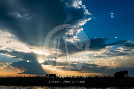 The silhouette of an African Elephant raising it's trunk on a floodplain at sunset. Chobe River, Chobe National Park, Botswana.