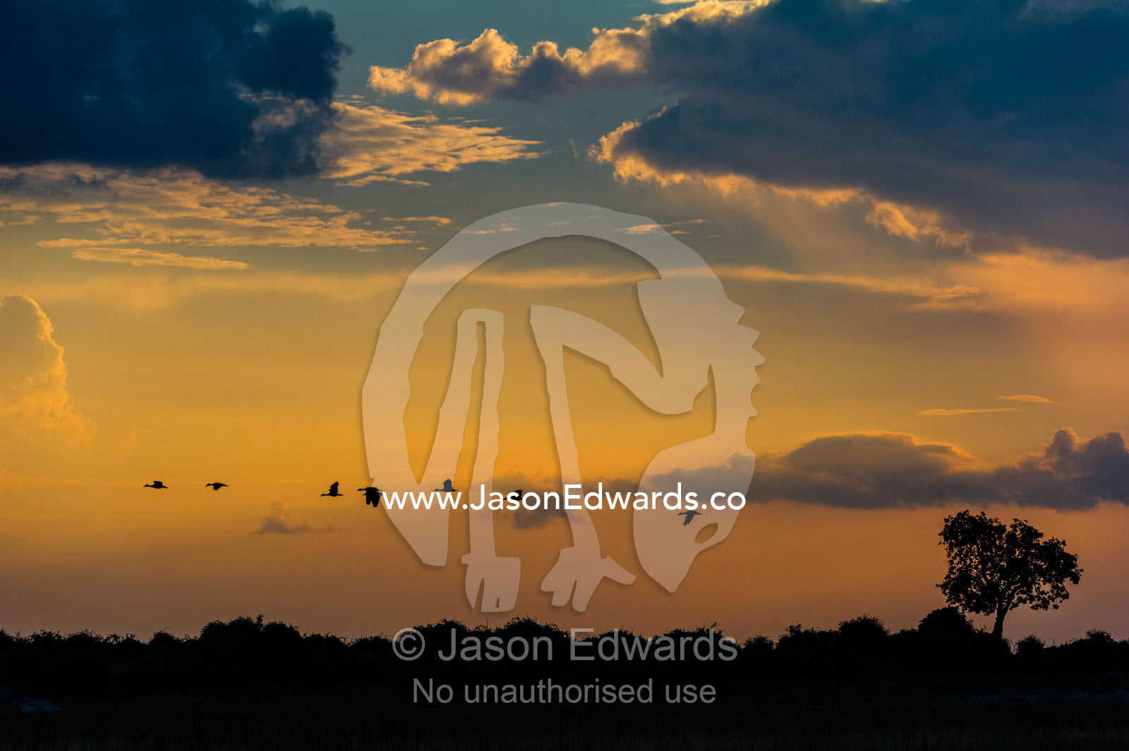 A silhouette of a flock of ducks flying across a wetland at sunset. Chobe River, Chobe National Park, Botswana.
