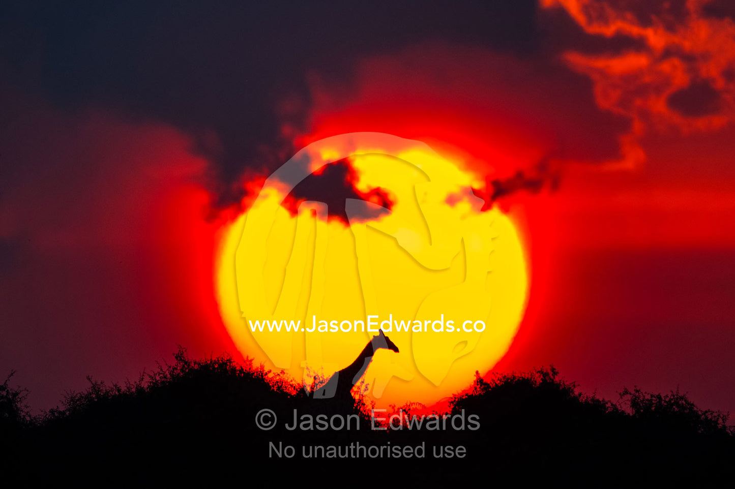 The silhouette of a Giraffe walking past a blazing sun at sunset. Chobe National Park, Botswana.