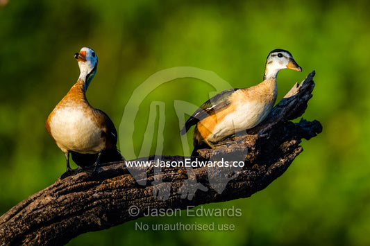 A pair of colorful African Pygmy Goose on a dead tree at dawn. Chobe River, Chobe National Park, Botswana.