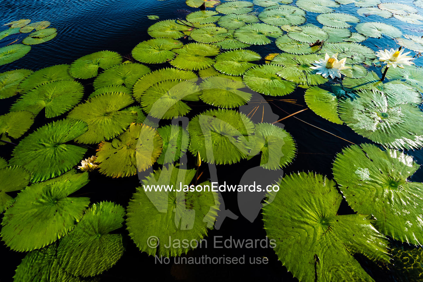 The leaves of water lily's floating on the surface of a wetland. Chobe River, Chobe National Park, Botswana.