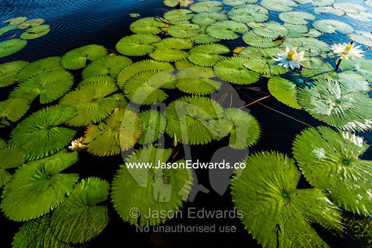 The leaves of water lily's floating on the surface of a wetland. Chobe River, Chobe National Park, Botswana.
