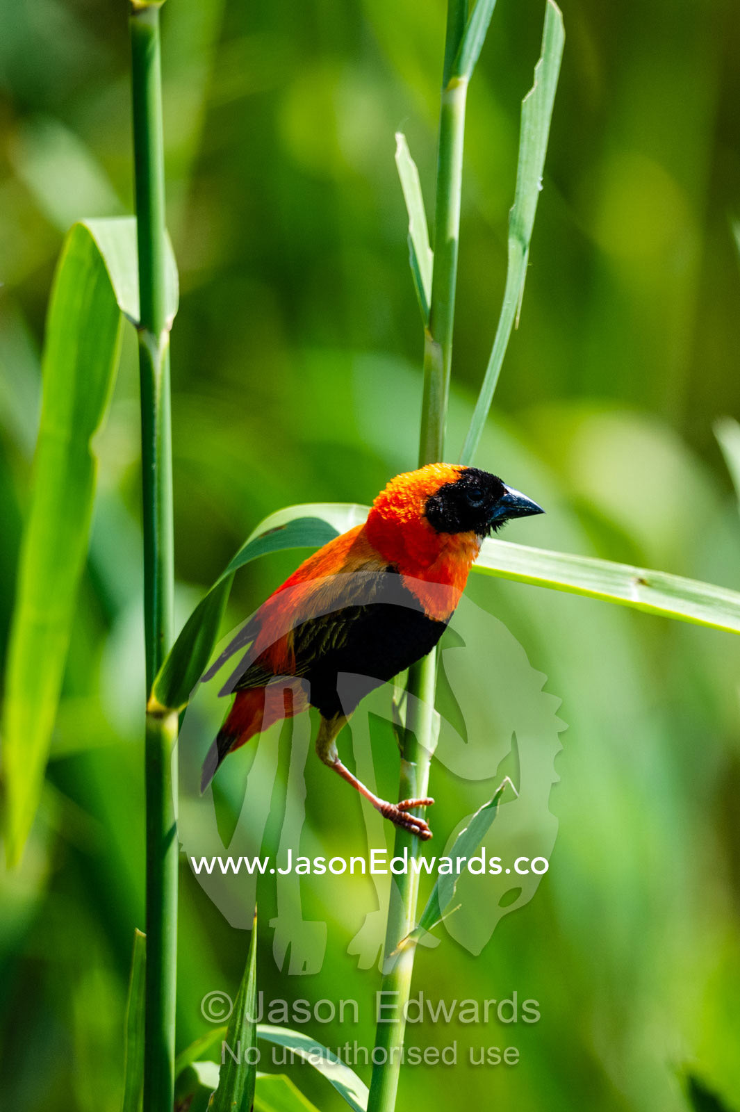 A Red Bishop feeding on seeds in a reed bed. Chobe River, Chobe National Park, Botswana.