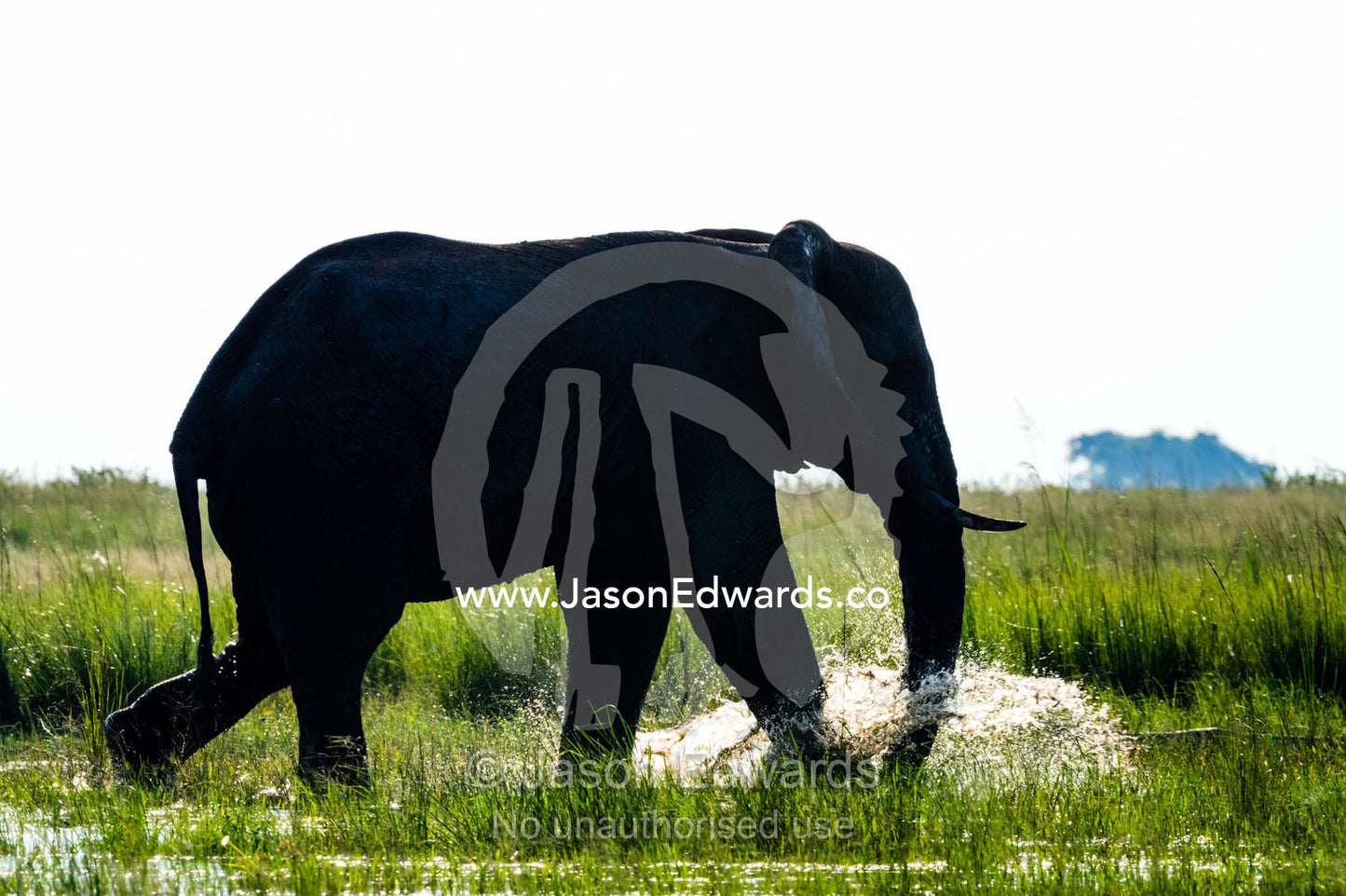 An African Elephant splashing water as it runs across a floodplain. Chobe River, Chobe National Park, Botswana.