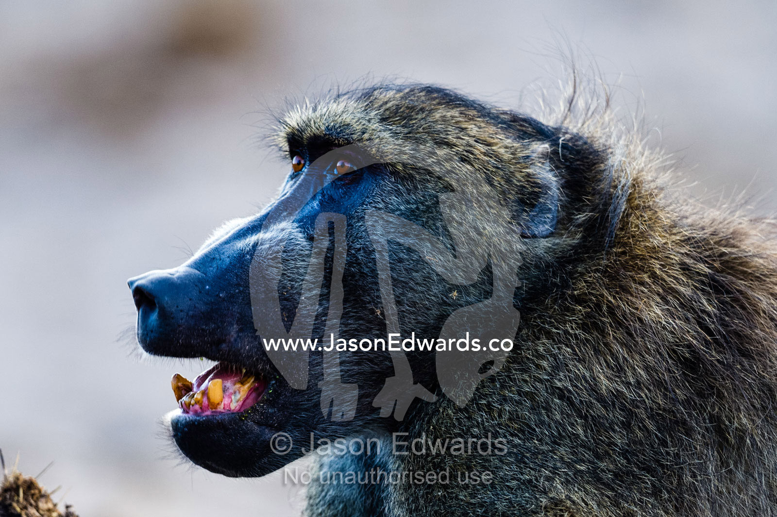 A large male Chacma Baboon displaying it's worn canine teeth in aggression. Chobe River, Chobe National Park, Botswana.