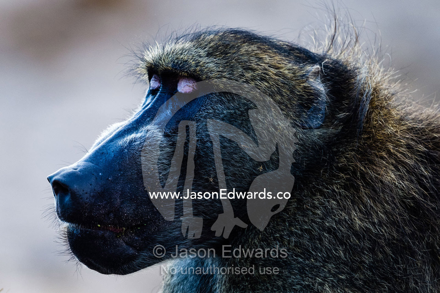 A large male Chacma Baboon displaying it's eyelids in aggression a sign of dominance. Chobe River, Chobe National Park, Botswana.