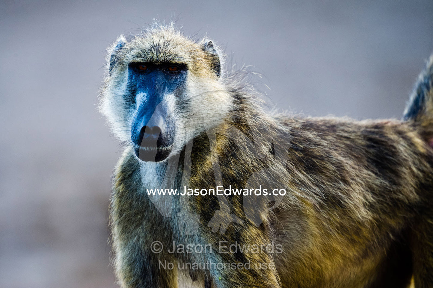 A female Chacma Baboon looking at the camera. Chobe River, Chobe National Park, Botswana.