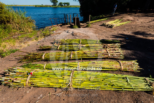 Bundles of sugar cane harvested from a farm on the shoe of a river. Chobe River, Chobe National Park, Botswana.