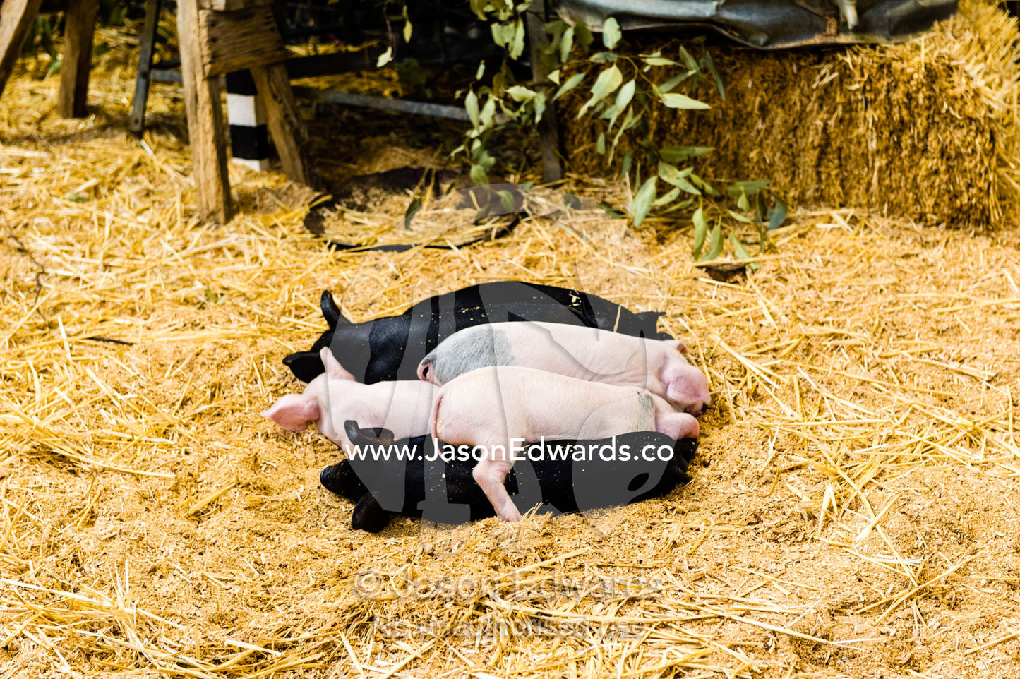 A litter of piglets at an agricultural show. Royal Melbourne Show, Flemington, Melbourne, Victoria, Australia.