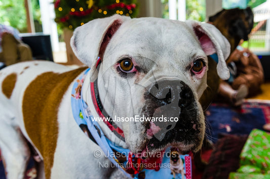 An ugly boxer terrier wearing a scarf at Christmas. Malvern East, Melbourne, Victoria, Australia.