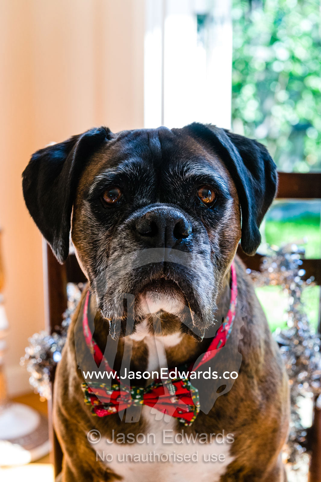 A boxer terrier wearing a Christmas bow tie sitting at the dining table. Malvern East, Melbourne, Victoria, Australia.