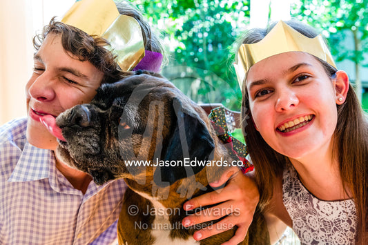 A boxer terrier wearing a Christmas bow tie licking a brother and sister at the dining table. Malvern East, Melbourne, Victoria, Australia.