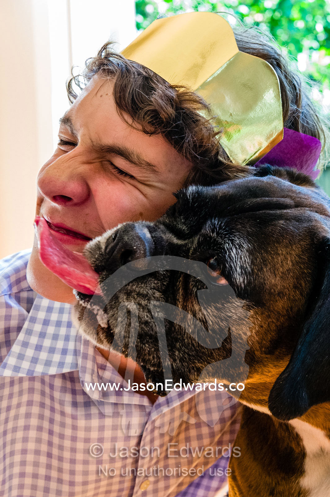 A boxer terrier wearing a Christmas bow tie licking a teenage boy at the dining table. Malvern East, Melbourne, Victoria, Australia.