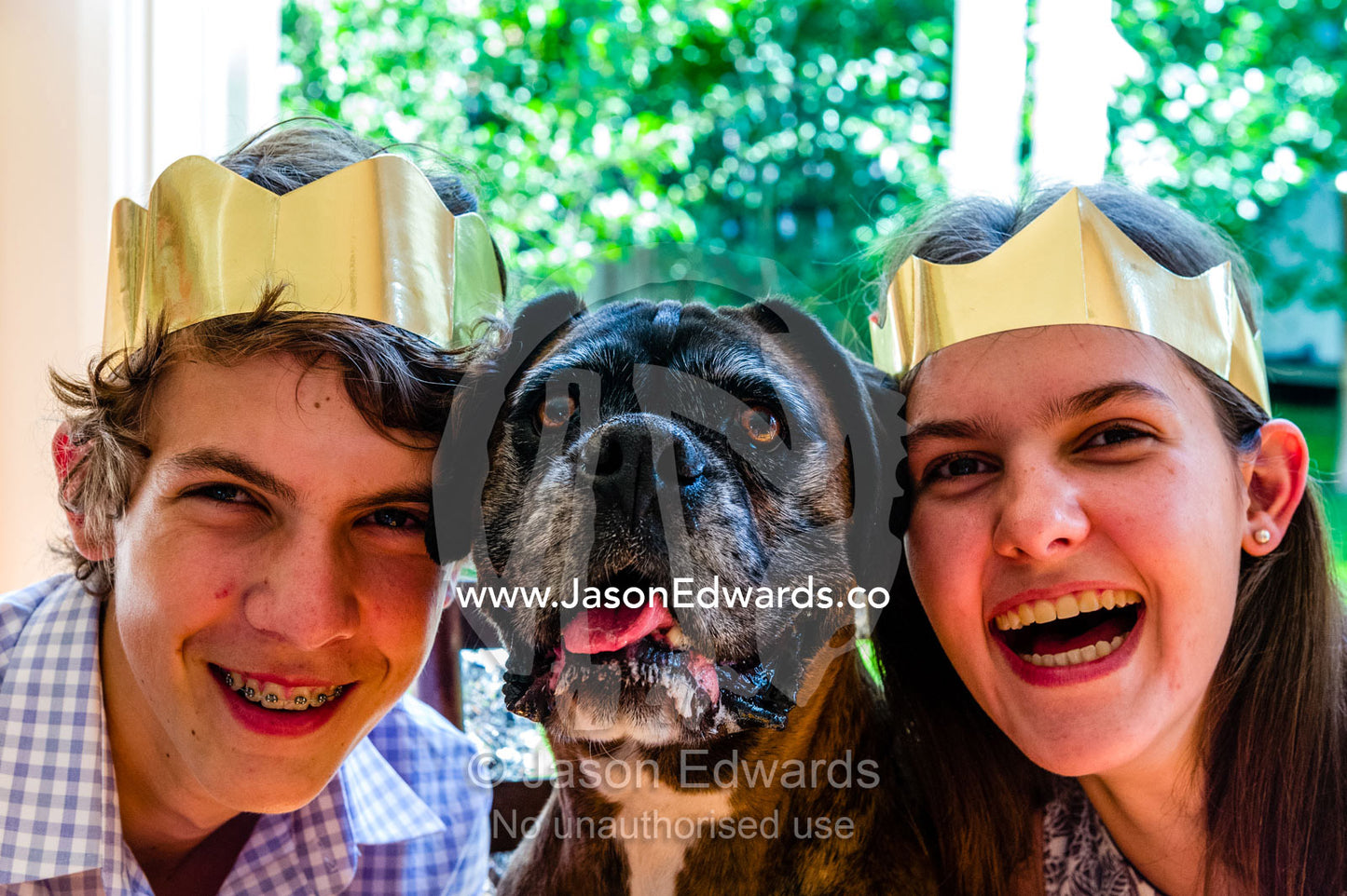 A boxer terrier wearing a Christmas bow tie with a laughing brother and sister at the dining table. Malvern East, Melbourne, Victoria, Australia.