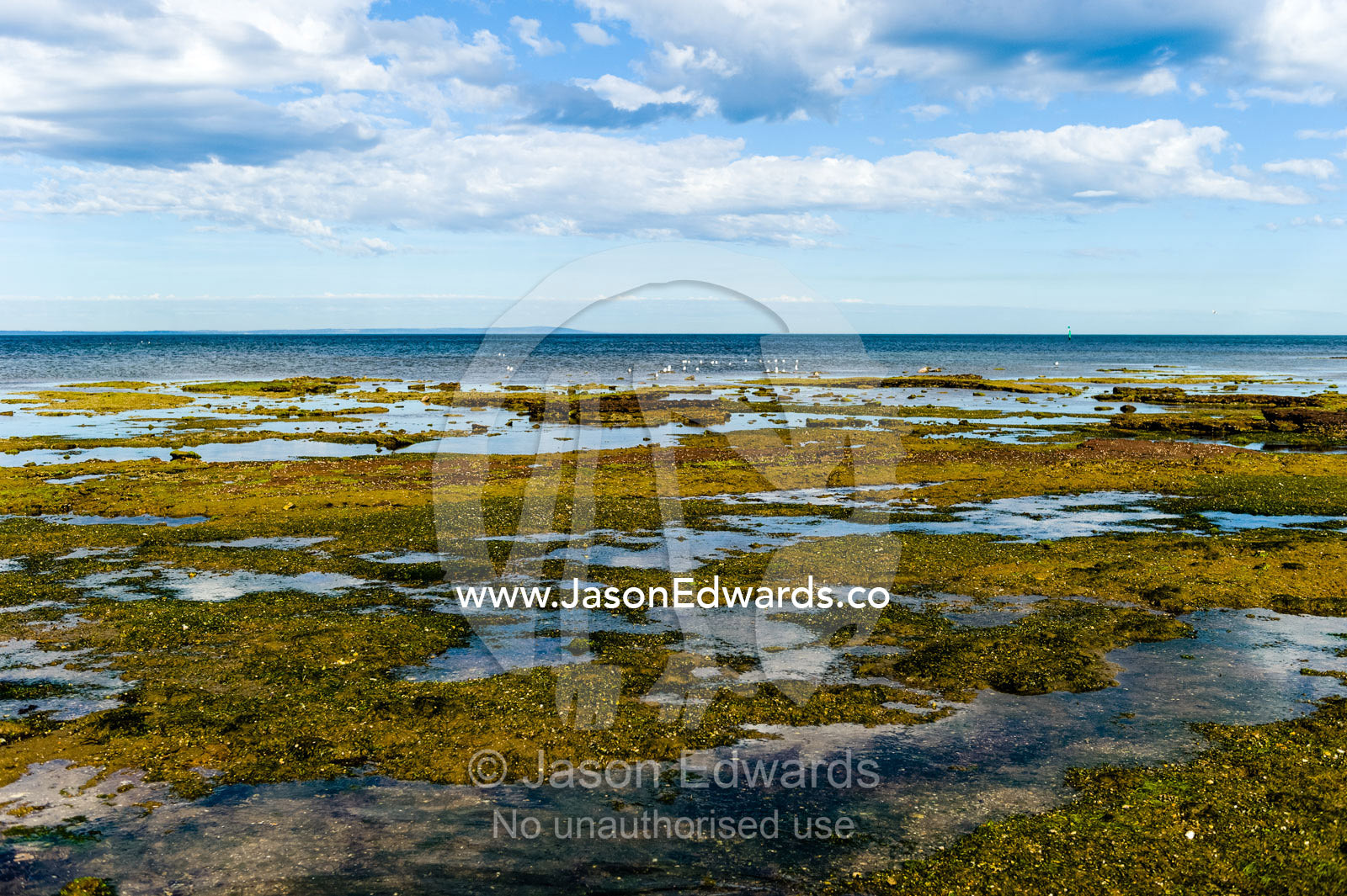 A coastal sandstone platform exposed during low tide. Ricketts Point Marine Sanctuary, Port Phillip Bay, Victoria, Australia.