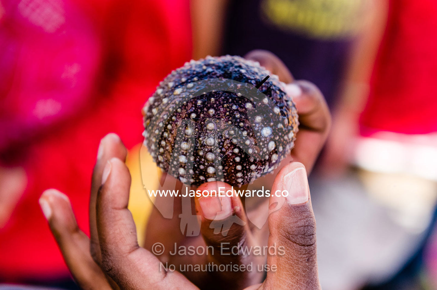 School students on an excursion touch sea urchin they found on the beach. Ricketts Point Marine Sanctuary, Port Phillip Bay, Victoria, Australia.