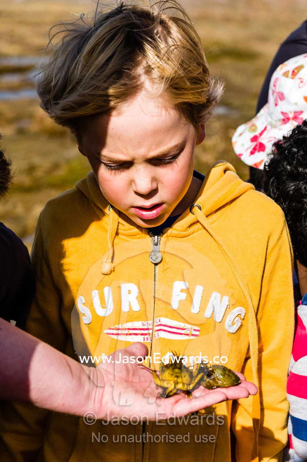 School students on an excursion examine a decorator crab they found on the beach. Ricketts Point Marine Sanctuary, Port Phillip Bay, Victoria, Australia.