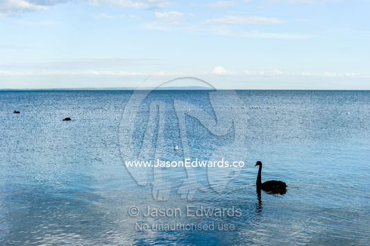 A Black Swan swimming on a calm ocean at low tide. Ricketts Point Marine Sanctuary, Port Phillip Bay, Victoria, Australia.