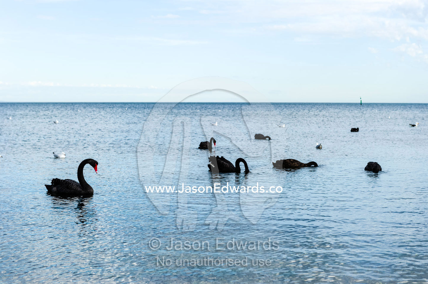 Black Swans swimming on a calm ocean at low tide. Ricketts Point Marine Sanctuary, Port Phillip Bay, Victoria, Australia.