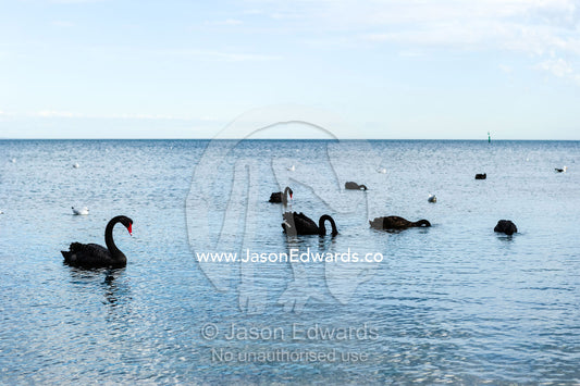 Black Swans swimming on a calm ocean at low tide. Ricketts Point Marine Sanctuary, Port Phillip Bay, Victoria, Australia.