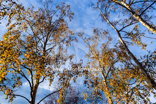 The scraggly canopy of deciduous trees as Autumn leaves fall. Carlton North, Melbourne, Victoria, Australia.