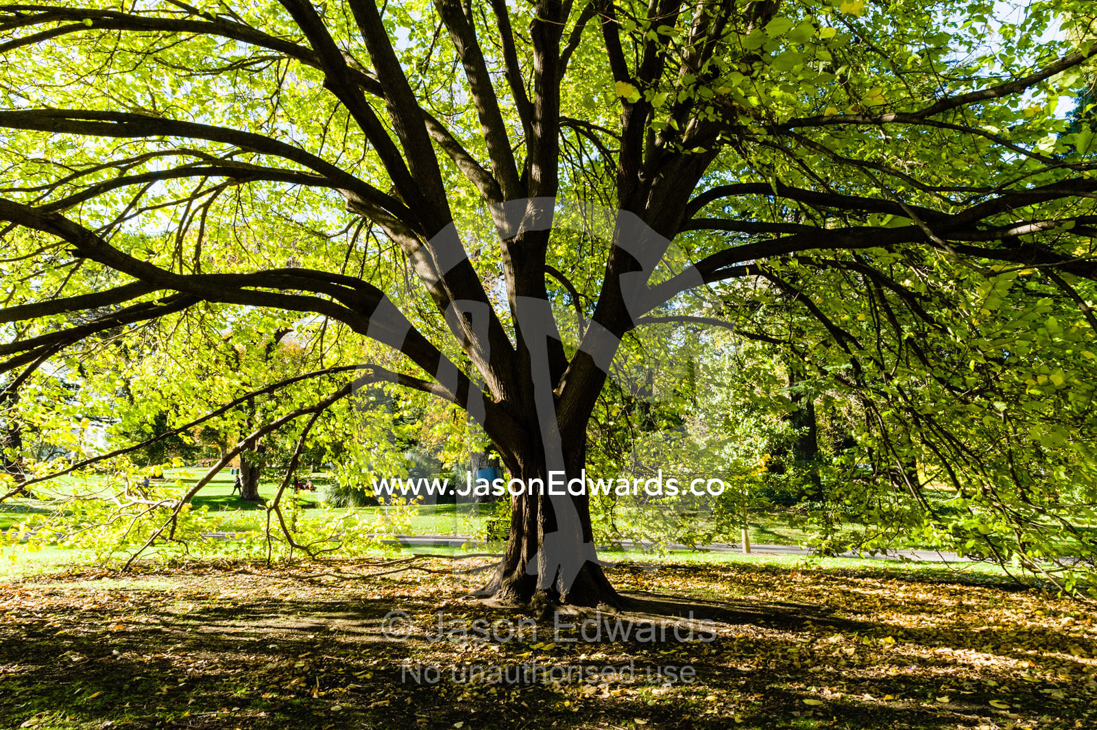 Dappled light filters through the sprawling canopy of an Oak tree in a garden. Carlton Gardens Melbourne, Victoria, Australia.