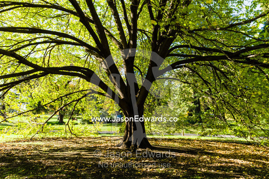 Dappled light filters through the sprawling canopy of an Oak tree in a garden. Carlton Gardens Melbourne, Victoria, Australia.