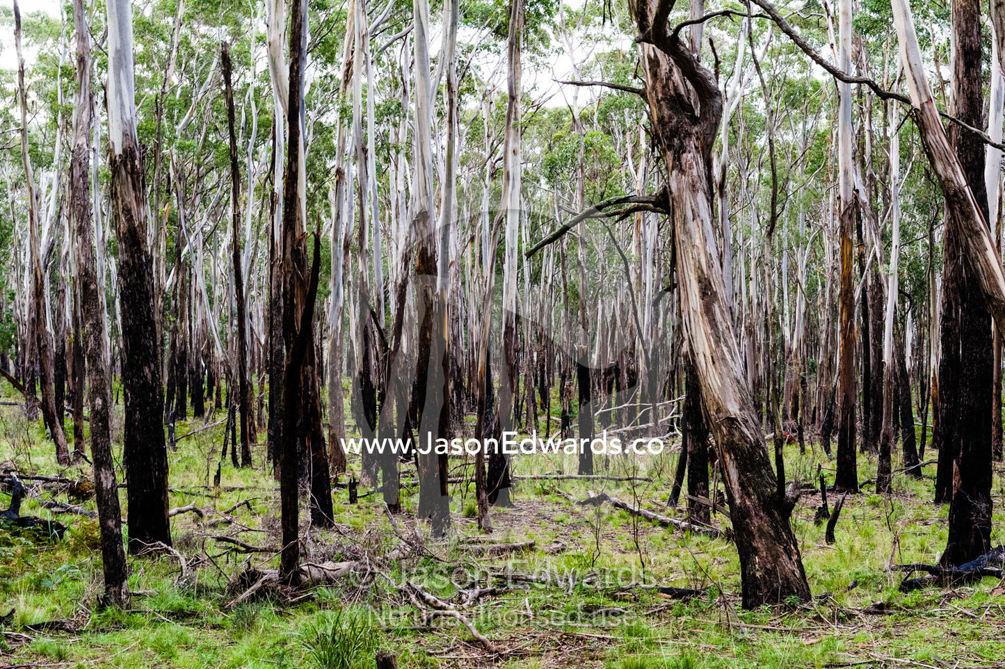 A forest of eucalyptus trees amongst fallen branches and bark on a mountainside. Woodend, Victoria, Australia.